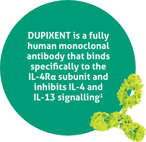 DUPIXENT is a fully human monoclonal antibody that binds specifically to the IL-4Rα subunit and inhibits IL-4 and IL-13 signalling1